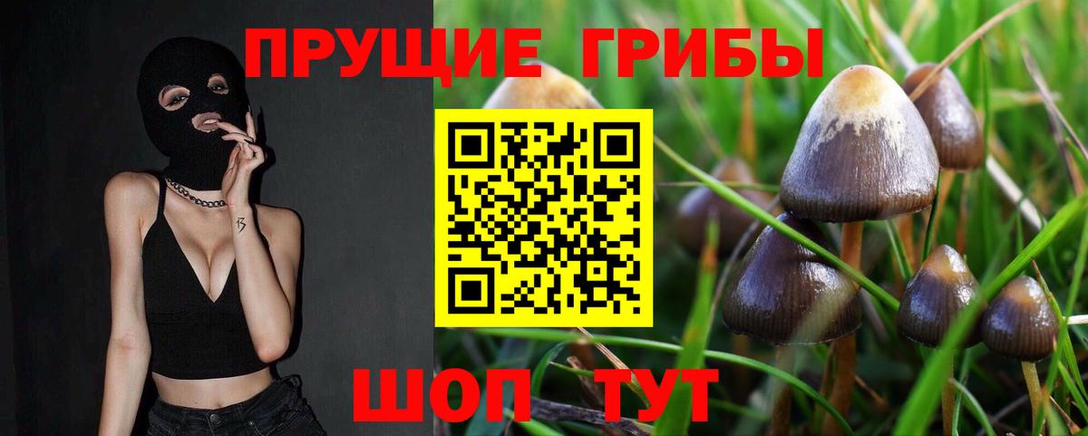 купить наркотик  Галлюциногенные грибы GOLDEN TEACHER  Кыштым  Вход с VPN  Псилоцибиновые грибы GOLDEN TEACHER 